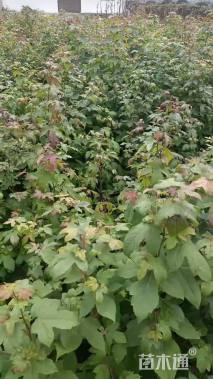 高度50厘米枫香小苗