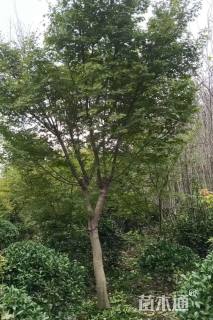 12公分日本红枫