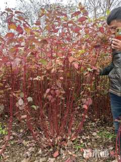 高度180厘米红瑞木