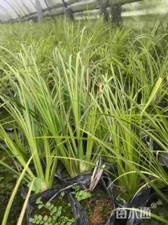 高度20厘米金叶菖蒲