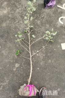高度100厘米海滨木槿