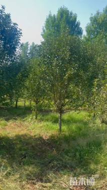 10公分绚丽海棠