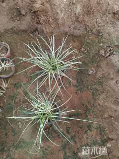 高度15厘米金叶苔草