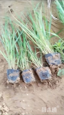 高度30厘米画眉草