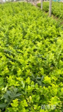 高度40厘米金叶女贞小苗