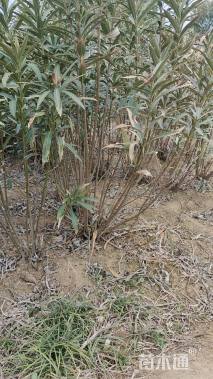 高度160厘米夹竹桃