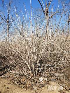 高度200厘米天目琼花