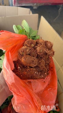 高度10厘米圆锥绣球