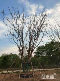 10公分丛生朴树