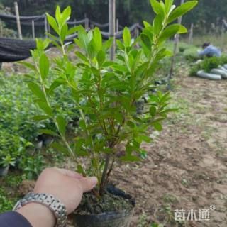 高度20厘米毛鹃