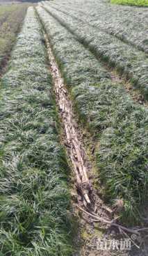 高度20厘米麦冬