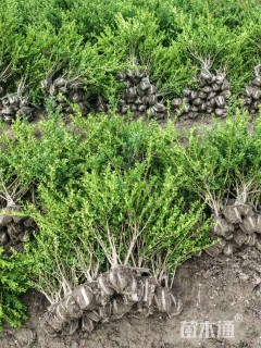 高度20厘米龟甲冬青