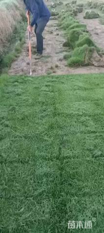 草卷状马尼拉草