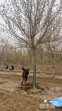 13公分金叶复叶槭