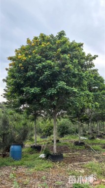 10公分黄槐