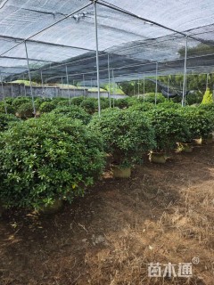 冠幅120厘米海桐球