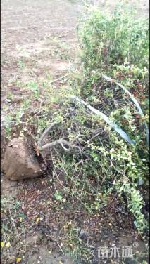 冠幅100厘米火棘球