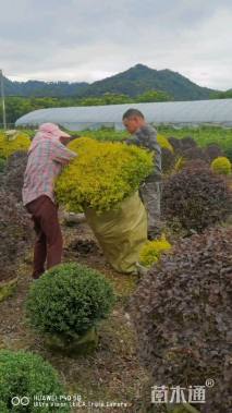 冠幅150厘米亮晶女贞球