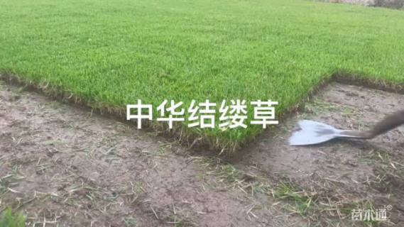 草卷状中华结缕草