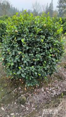 高度220厘米含笑