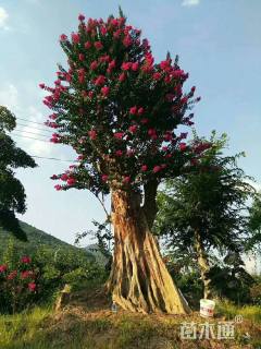 高度900厘米红花紫薇