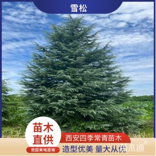 高度500厘米雪松