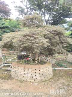 高度220厘米羽毛枫