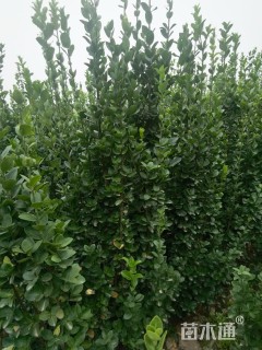 高度220厘米北海道黄杨