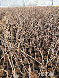 30厘米五叶地锦