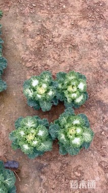 高度15厘米羽衣甘蓝