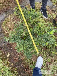 高度40厘米毛鹃