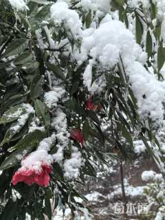 高度8厘米山茶花