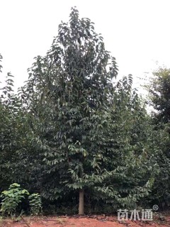 18公分二乔玉兰