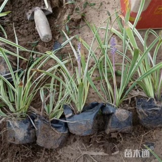 高度18厘米金边阔叶麦冬