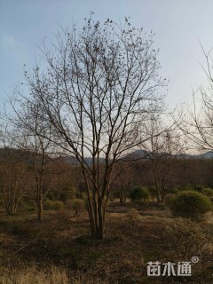 30公分(2杆)丛生乌桕