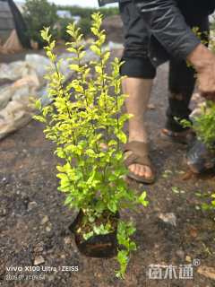 大杯苗亮晶女贞小苗