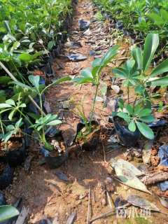 高度20厘米鸭脚木