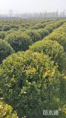 冠幅100厘米瓜子黄杨球