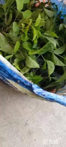 15厘米炮仗花
