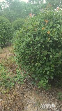 冠幅150厘米红叶石楠球