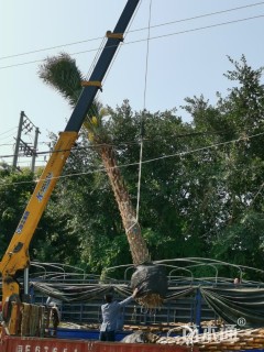 裸干高400厘米中东海枣