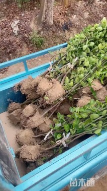 高度60厘米北海道黄杨