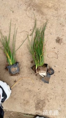 高度30厘米葱兰