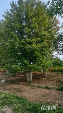 高度800厘米丛生美国红枫