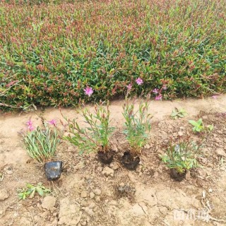 高度22厘米红花山桃草