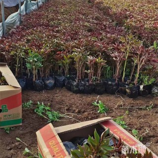 高度15厘米芍药