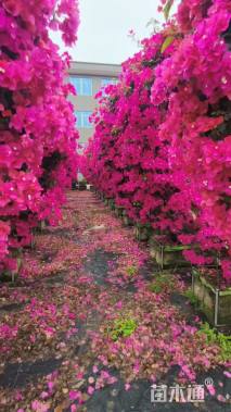 高度350厘米三角梅