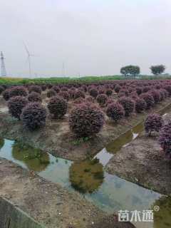 冠幅120厘米红花继木球