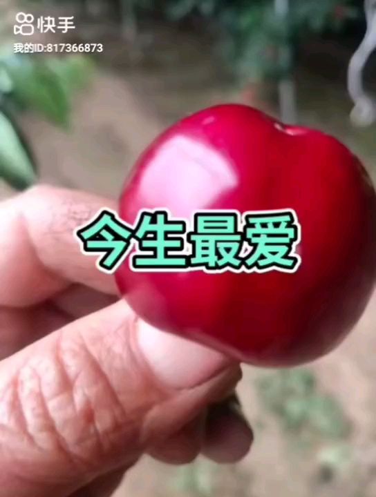 高度80厘米樱桃