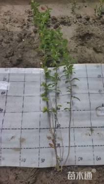 高度40厘米贴梗海棠